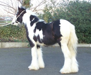 Click for larger image